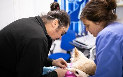 Prevenzione della Filariosi nei Cani: Una Guida Completa